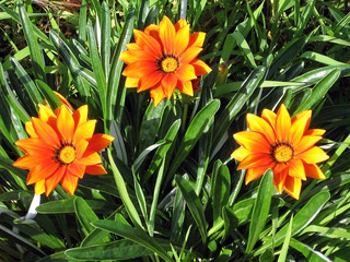 Ramat Gan Park Orange Gazania 2007