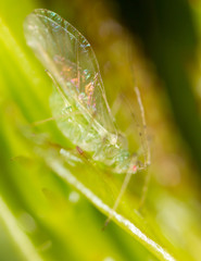 A small aphid on a green plant