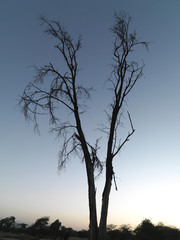 Fototapeta na wymiar A tree at sunset in Kenya, Africa