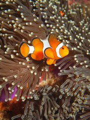 Clown Anemone Fish