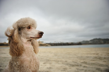 Standard Poodle portrait at beach with moody clouds