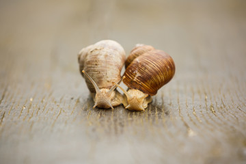 Couple of Burgundy snail