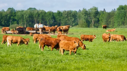 Crédence de cuisine en plexiglas Vache The cows on pasture