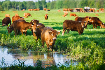 The cows at the watering - obrazy, fototapety, plakaty