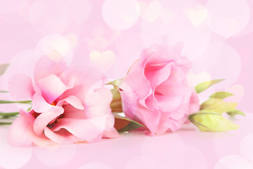 Fototapeta premium Beautiful pink eustoma isolated on white