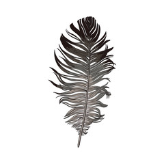 Hand drawn smoth black and grey dove bird feather, sketch style vector illustration on white background. Realistic hand drawing of grey bird feather