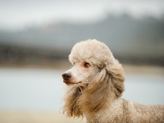 Standard Poodle dog portrait