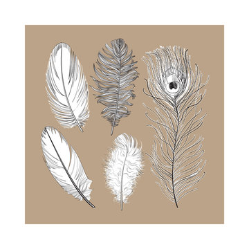 Hand drawn set of various black and white bird feathers, sketch style vector illustration on brown background. Realistic hand drawing of peacock, parrot, dove, falcon bird feather