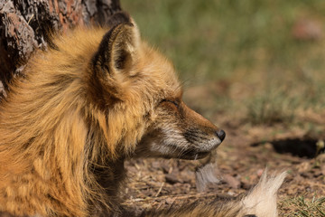 Red Fox Portrait