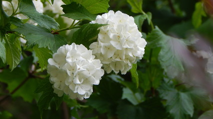 White flower
