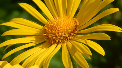 Yellow flower