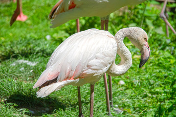 flamant rose