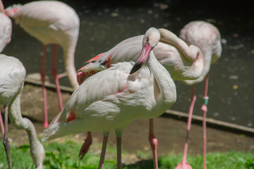flamant rose