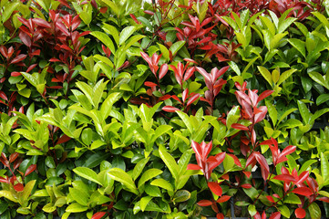Fototapeta premium Background of green and red foliage