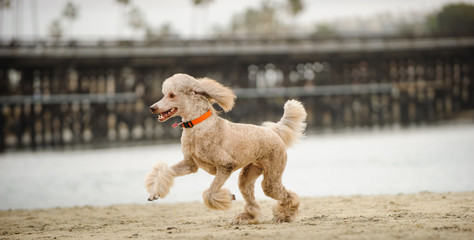 Standard Poodle dog running along beach shore