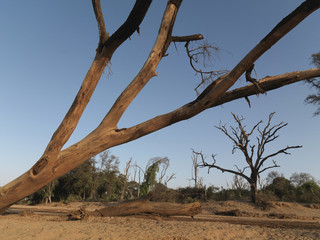 Dying trees on the banks of a dry river bed in Kenya, Africa