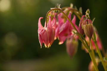 Garden flowers