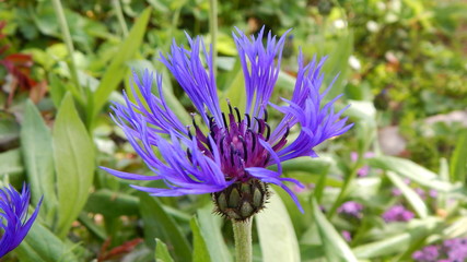 Blue flower