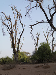 Dying trees in Kenya, Africa