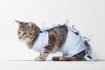 Naklejka premium Postoperative bandage on a cat after a cavitary operation