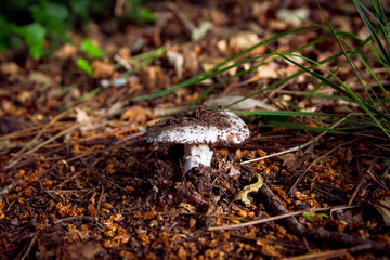 Close Up View of Growing Mushroom in Forest Soil