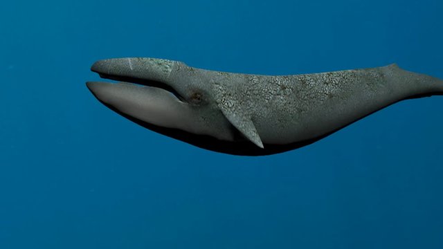 Blue Whales under the sea, 3d animation