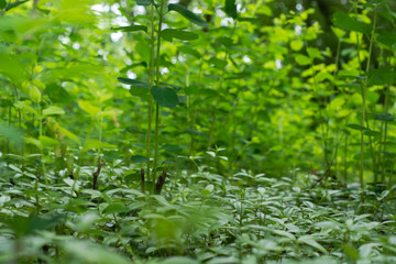 Lesser periwinkle (Vinca minor) and snowberry (Symphoricarpos albus). Non-native plants producing dense ground cover in British nature reserve, crowding out native species