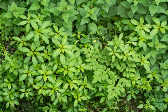 Indian balsam (Impatiens glandulifera) vegetative growth. Invasive plant growing on British nature reserve, in family Balsaminaceae