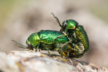 Cryptocephalus aureolus beetles in cop. Pair of metallic green beetles in cop, in the family Chrysomelidae, the leaf beetles