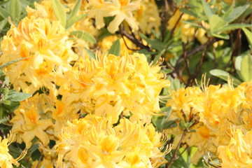 Rhododendron