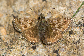 Dingy skipper butterfly (Erynnis tages) freshly emerged. A butterfly in the family Hesperiidae, at rest on stone
