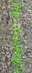 green seedlings sprouts in the garden on the ground