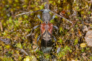 Longhorn beetle (Anaglyptus mysticus) from above. Distinctive British beetle in the family Cerambycidae, on moss