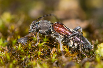 Longhorn beetle (Anaglyptus mysticus) profile. Distinctive British beetle in the family Cerambycidae, on moss