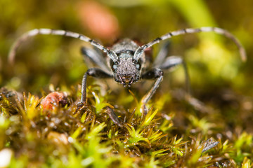 Longhorn beetle (Anaglyptus mysticus) head on. Distinctive British beetle in the family Cerambycidae, on moss