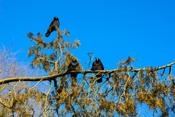 Crows on a thuja tree branch