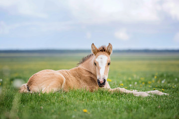 Fototapeta premium Little foal lying in grass on the meadow.