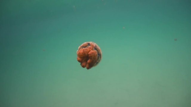 Jellyfish Lake is a marine lake located on Bucas Grande Island, Sohoton Cove. Philippines. Diving and snorkeling in the tropical sea. 4K video.