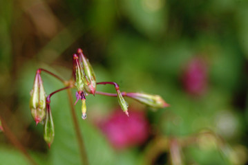 Impatiens glandulifera