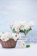 Spiraea - Spiraea nipponica .Spring decoration - flower in basket in the basket. Soft focus, selective focus.
