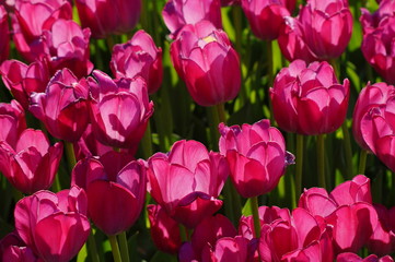 Beautiful tulips - colorful fragrant spring flowers - soft focus
