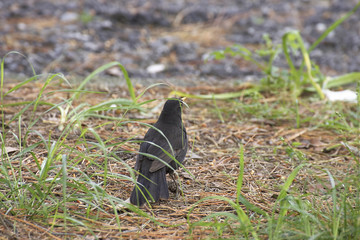 detail of blackbird near a canal