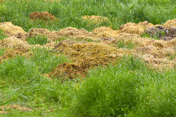 manure