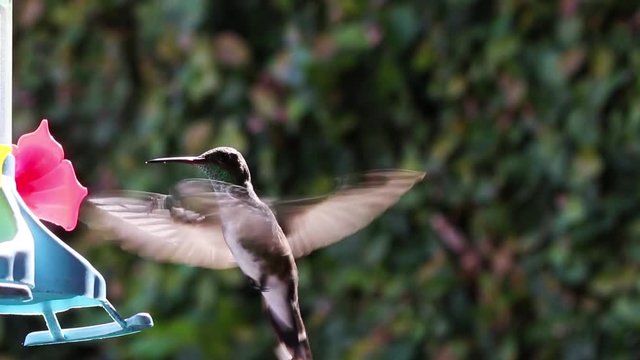 Beija-flor se alimentando.
