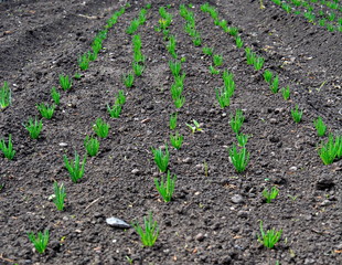 farmhouse bed green onions