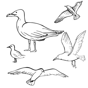 Hand drawn gulls.  Vector illustration.