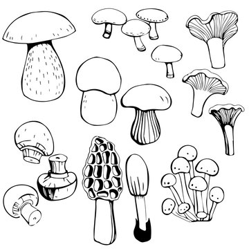 Hand drawn Mushrooms. Vector illustration.