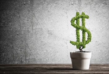 Concept of investment income and growth with money tree in pot