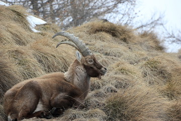 Alpine ibex. Capra ibex. Swiss Alps, Valais, Switzerland.