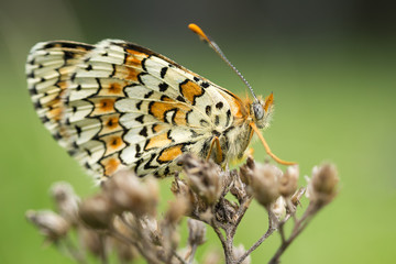 Mariposa sobre planta
